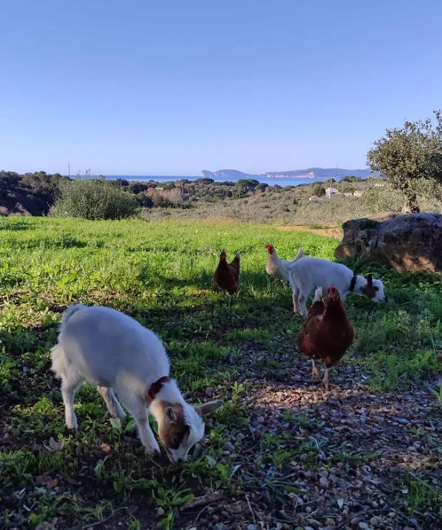 Villa Boeddu, Relax Tra Mare E Campagna Alghero 0*,  Italien